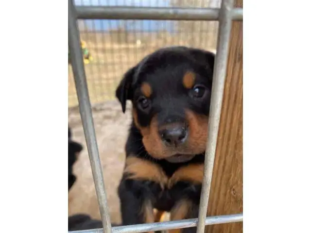 8 weeks old Rottweiler puppies for adoption - 7/11