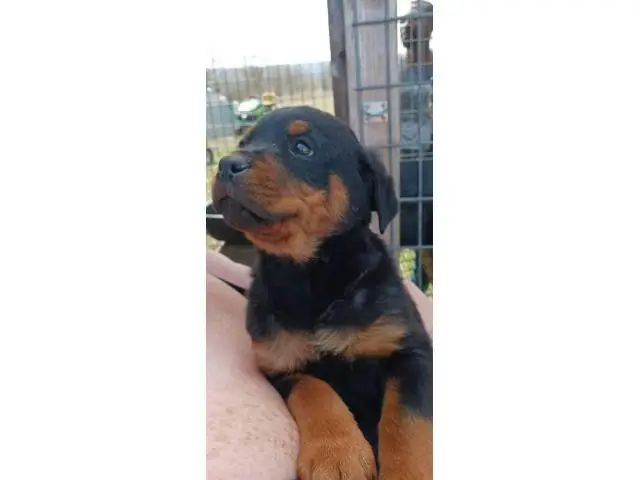 8 weeks old Rottweiler puppies for adoption - 8/11