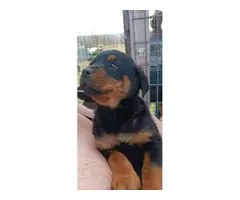 8 weeks old Rottweiler puppies for adoption - 8