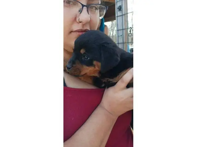 8 weeks old Rottweiler puppies for adoption - 9/11