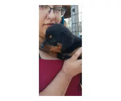 8 weeks old Rottweiler puppies for adoption - 9