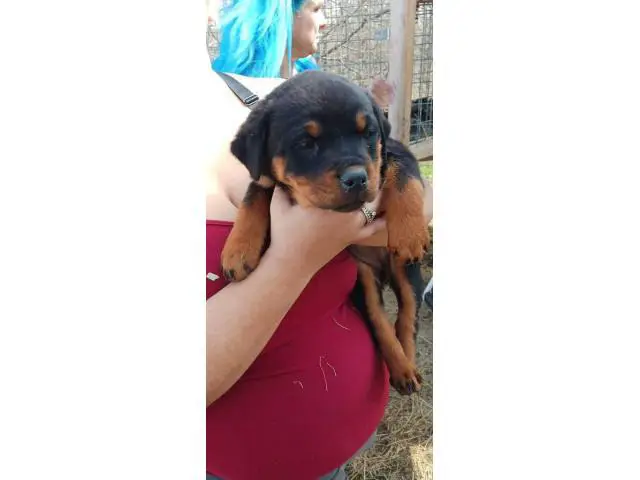 8 weeks old Rottweiler puppies for adoption - 11/11