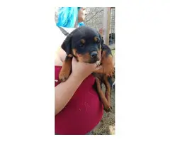 8 weeks old Rottweiler puppies for adoption - 11