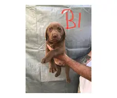 6 beautiful lab puppies for sale