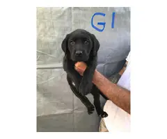 6 beautiful lab puppies for sale - 2