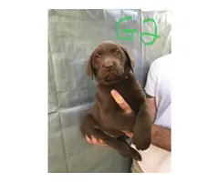 6 beautiful lab puppies for sale - 3