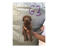 6 beautiful lab puppies for sale - 4