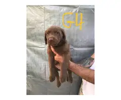 6 beautiful lab puppies for sale - 5