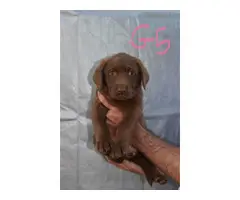 6 beautiful lab puppies for sale - 6