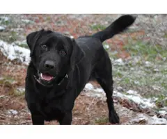 6 beautiful lab puppies for sale - 7
