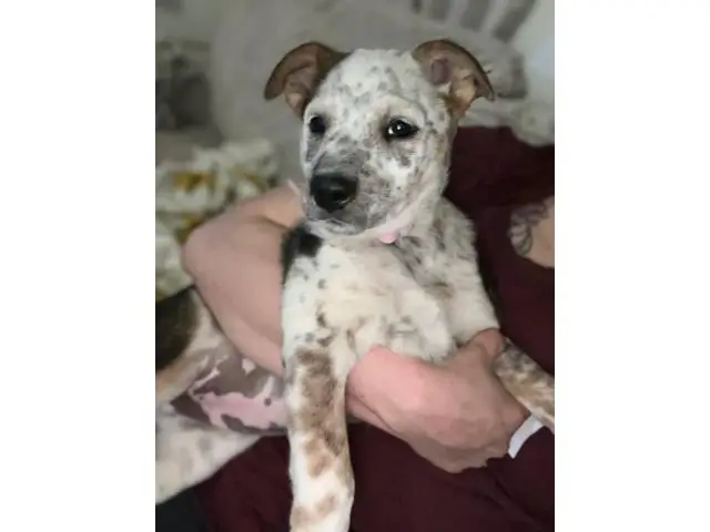 Mini Texas Heeler puppy - 1/4