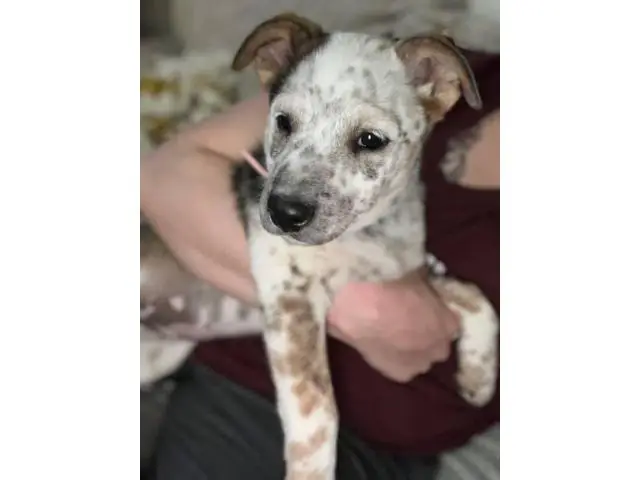 Mini Texas Heeler puppy - 2/4