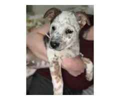 Mini Texas Heeler puppy - 2