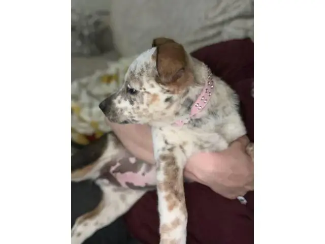 Mini Texas Heeler puppy - 3/4