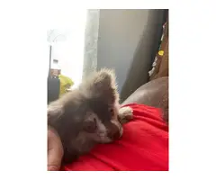 Merle baby boy Pomeranian puppy - 3