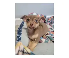 Cute Chihuahua puppy looking for a loving home