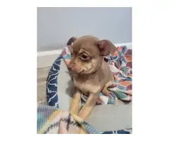 Cute Chihuahua puppy looking for a loving home - 2