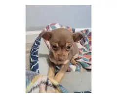 Cute Chihuahua puppy looking for a loving home - 3