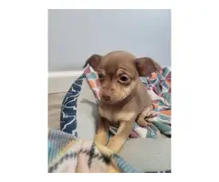 Cute Chihuahua puppy looking for a loving home