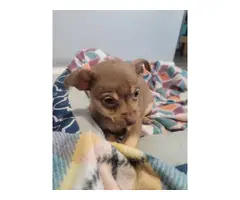 Cute Chihuahua puppy looking for a loving home - 5