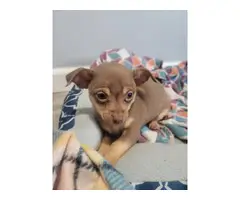 Cute Chihuahua puppy looking for a loving home - 6