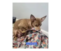 Cute Chihuahua puppy looking for a loving home - 7