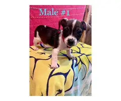 3 Chiweenie puppies for sale - 2