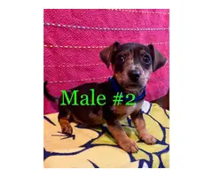 3 Chiweenie puppies for sale - 4