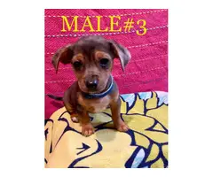 3 Chiweenie puppies for sale - 6