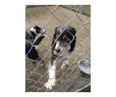 ABCA Border Collie Puppies - 3
