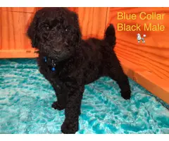 All male Standard Poodle Puppies for Sale