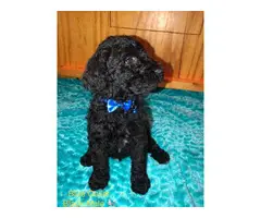 All male Standard Poodle Puppies for Sale - 2