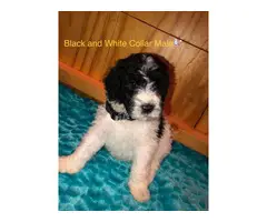 All male Standard Poodle Puppies for Sale - 4