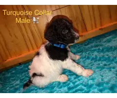 All male Standard Poodle Puppies for Sale - 6