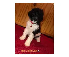 All male Standard Poodle Puppies for Sale - 7