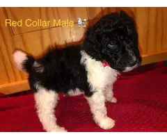 All male Standard Poodle Puppies for Sale - 8
