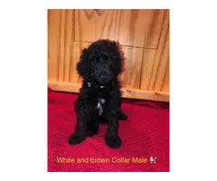 All male Standard Poodle Puppies for Sale - 9
