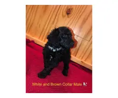 All male Standard Poodle Puppies for Sale - 10