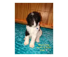 All male Standard Poodle Puppies for Sale - 11