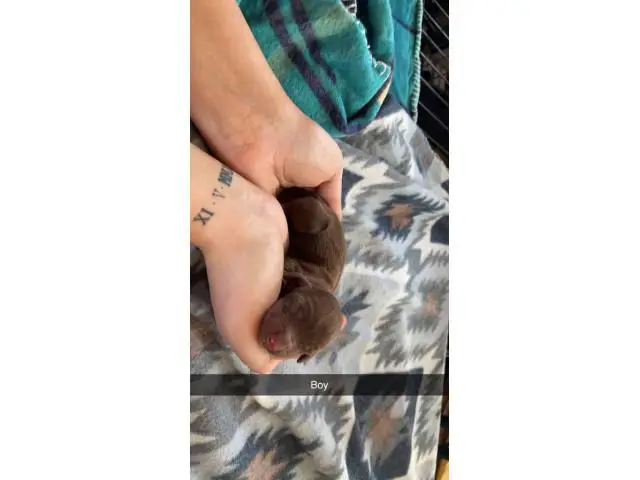 4 Dachshund puppies available - 4/5