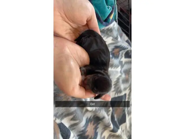 4 Dachshund puppies available - 5/5