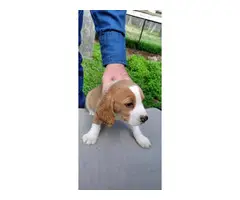 2 female beagle puppies ready to go