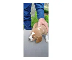 2 female beagle puppies ready to go - 2