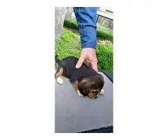 2 female beagle puppies ready to go - 3