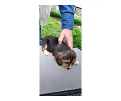 2 female beagle puppies ready to go - 4