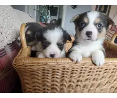 AKC Registered Pembroke Corgi Puppies DOB 3/23/2022