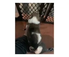 4 Sheltie puppies for sale - 4