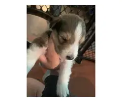 4 Sheltie puppies for sale - 8