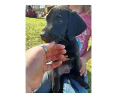 AKC Lab Puppies for sale