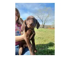 AKC Lab Puppies for sale - 2